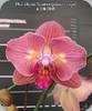 Phal. Chialin Rainbow Peloric 2 Eyes